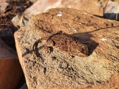 Agama aculeata distanti