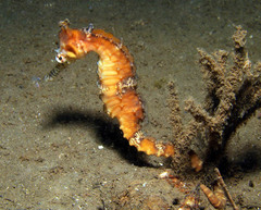 Hippocampus subelongatus