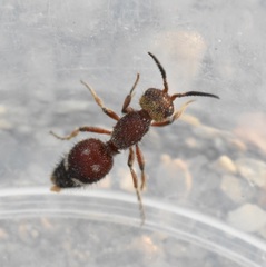Ephuta conchate
