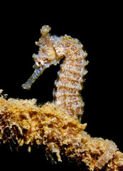 Hippocampus subelongatus