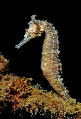 Hippocampus subelongatus