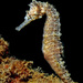 West Australian Seahorse - Photo (c) David Harasti, some rights reserved (CC BY-NC)