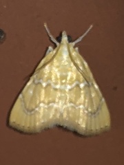 Glaphyria glaphyralis