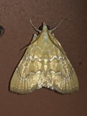 Glaphyria glaphyralis