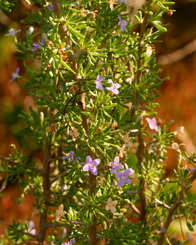 Lycium carolinianum