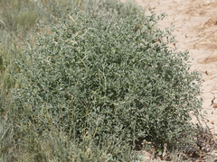 Atriplex sphaeromorpha