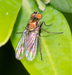 Diptera