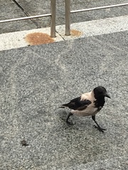 Corvus cornix