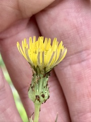 Sonchus arvensis uliginosus