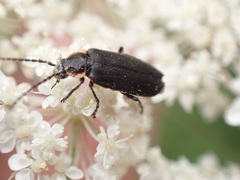 Polemius laticornis