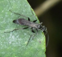 Agenioideus