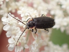 Polemius laticornis