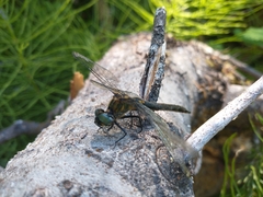 Cordulia shurtleffii