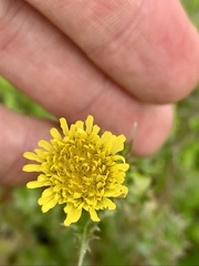 Sonchus arvensis uliginosus