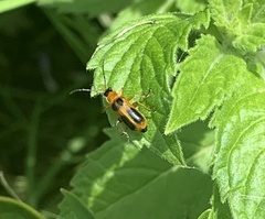 Phyllobrotica