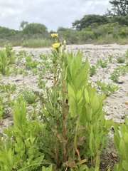 Sonchus arvensis uliginosus