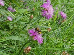 Bombus