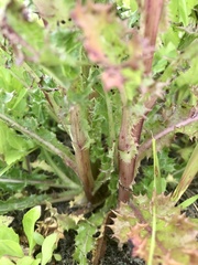 Sonchus arvensis uliginosus