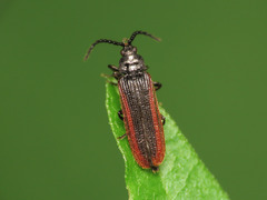 Omalisus fontisbellaquei