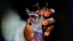 Macrotus waterhousii