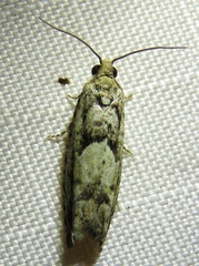 Pseudexentera spoliana