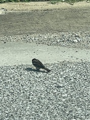 Passer domesticus domesticus