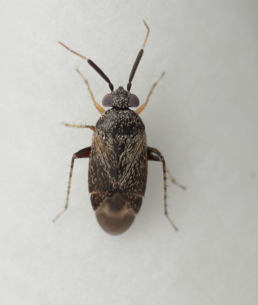 western plant bug