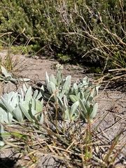 Antennaria lanata