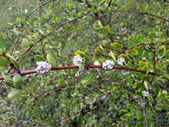 Ceanothus cuneatus ramulosus