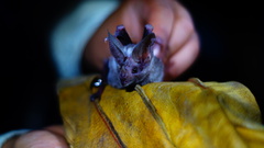 Macrotus waterhousii