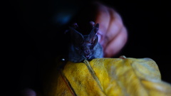 Macrotus waterhousii