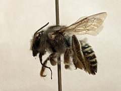 Megachile casadae
