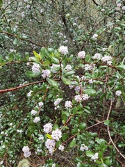 Ceanothus cuneatus ramulosus
