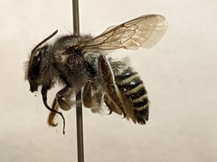 Megachile casadae