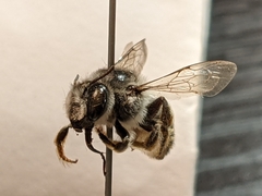 Megachile casadae