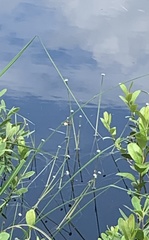 Eriocaulon aquaticum