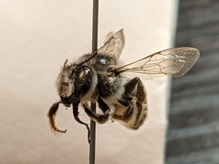 Megachile casadae