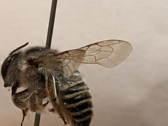 Megachile casadae