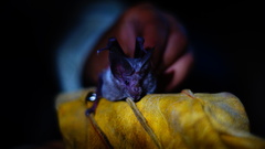 Macrotus waterhousii