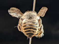 Megachile casadae