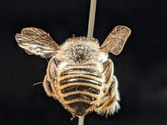 Megachile casadae