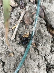 Latrodectus hesperus