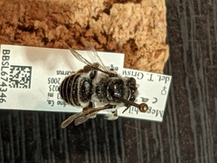 Megachile casadae