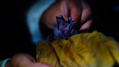 Macrotus waterhousii