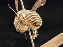 Megachile casadae
