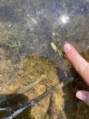 Potamogeton diversifolius