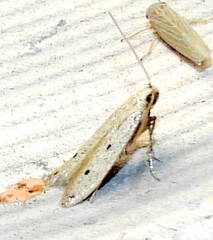 Numata bipunctella