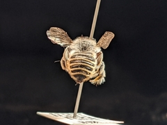 Megachile casadae