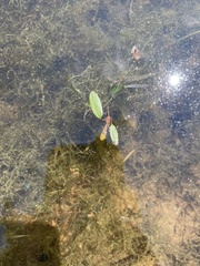 Potamogeton diversifolius