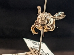 Megachile casadae